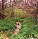 Fox at Siler's Bald Shelter by squeeze in North Carolina & Tennessee Shelters