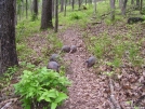 Armadillos by squeeze in Other Trails