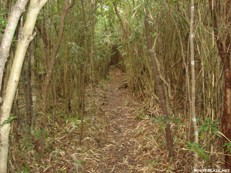 Bamboo Trail