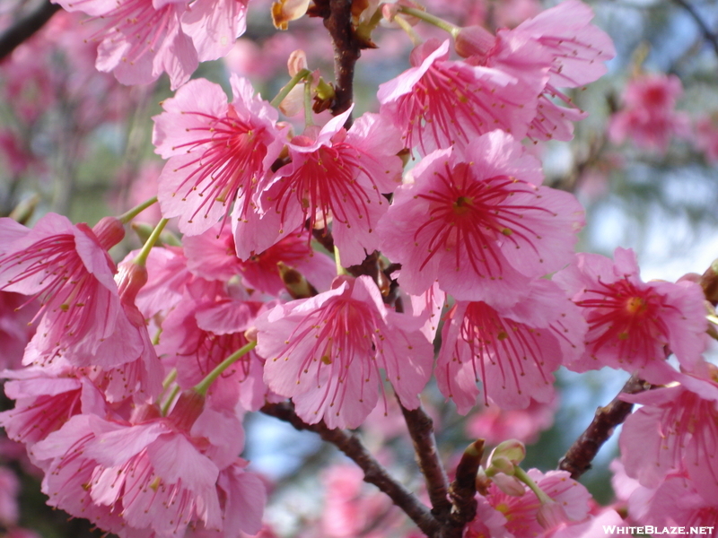 Cherry Blossam's In Bloom. (2009)