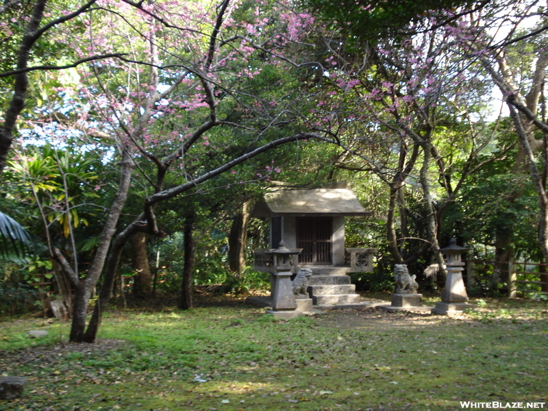 Cherry Blossom's Blooming, Mt Nago