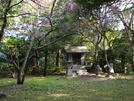 Cherry Blossom's Blooming, Mt Nago