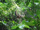 Spider's On Trail? by World-Wide in Other Trails