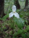 White Trillium by Ratchet-SectionHiker in Flowers