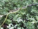 Rough Green Snake by JokerJersey in Snakes