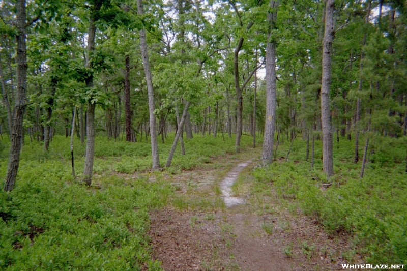 Mullica River Trail