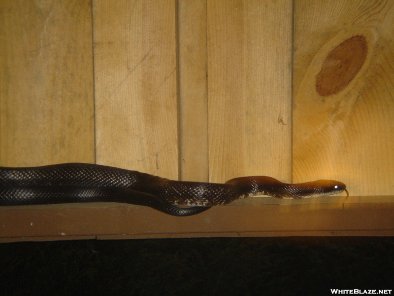Black Rat Snake At Kirkridge Shelter Pa