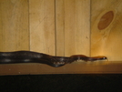 Black Rat Snake At Kirkridge Shelter Pa