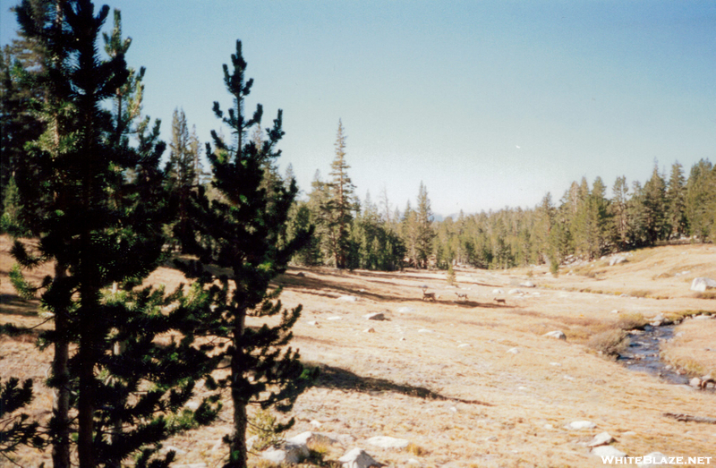 Hiking The Jmt Crabtree Meadow