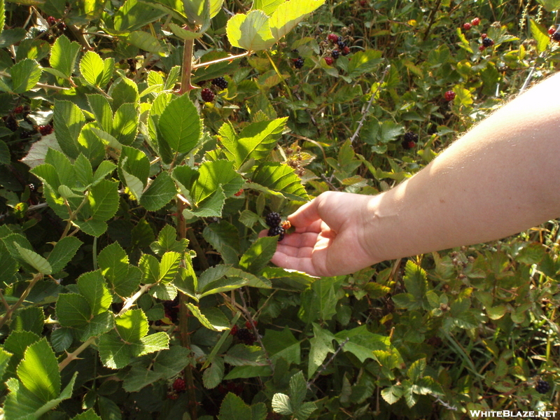 Sweet Blackberries On The Trail