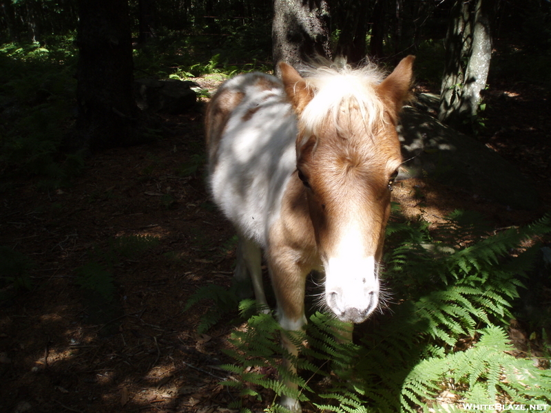 Feral (or Semi-wild) Pony On Ridge Crest Before Wise Shelter