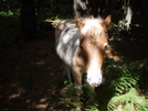 Feral (or Semi-wild) Pony On Ridge Crest Before Wise Shelter by toegem in Section Hikers