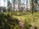 Citrus Trail by toegem in Florida Trail