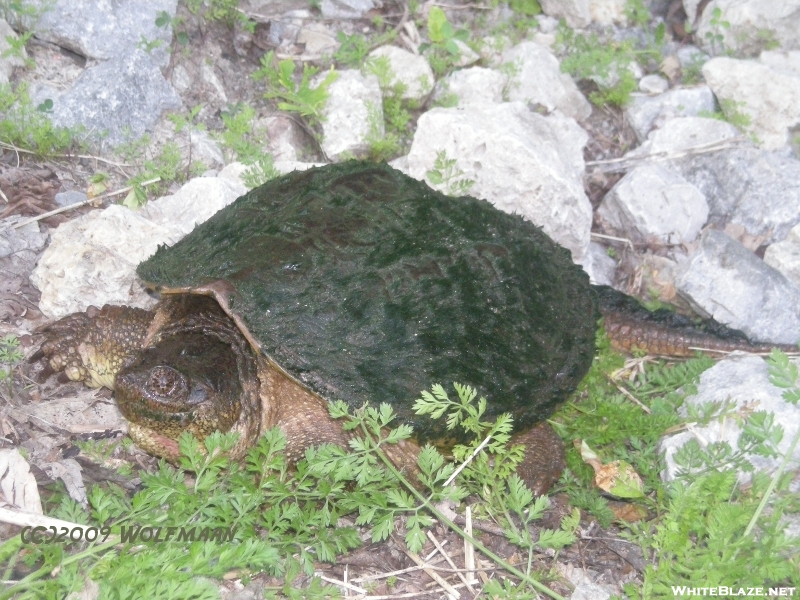 Snapping Turtle On The Bruce Trail
