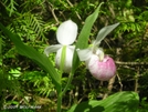 Ladys Slipper Orchid by Wolfmaan in Other Trails