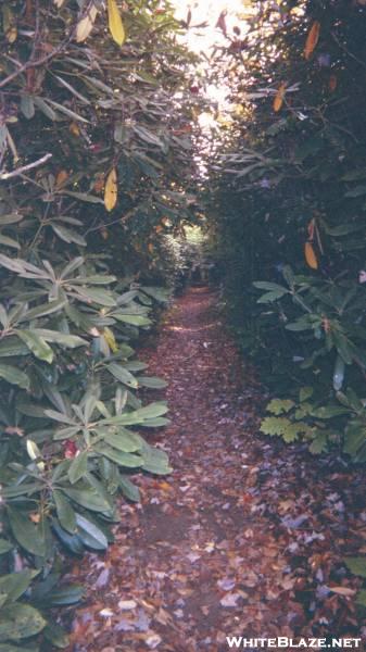 Rhodadendron Tunnel n/of Max Patch