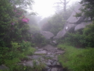 Wilburn Ridge by Big Dawg in Trail & Blazes in Virginia & West Virginia