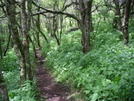 Woods South Of Whitetop Mtn, Va