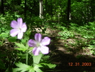 Nys At Just North Of Belvale Creamery