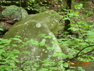 Shenandoah Smile Face Fungi by Bezekid609 in Section Hikers