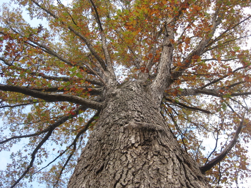 Giant Old Growth