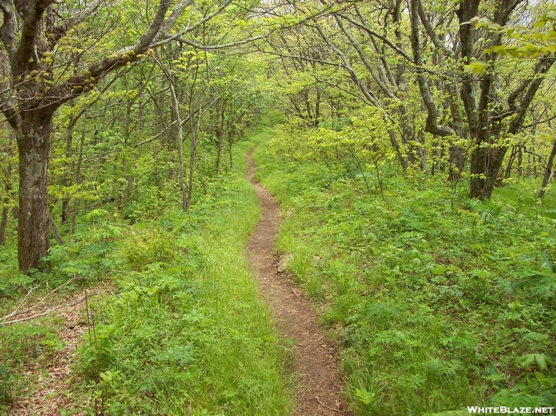 AT on Roan Mtn