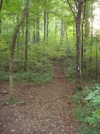 Trail Northbound From Cooper Gap