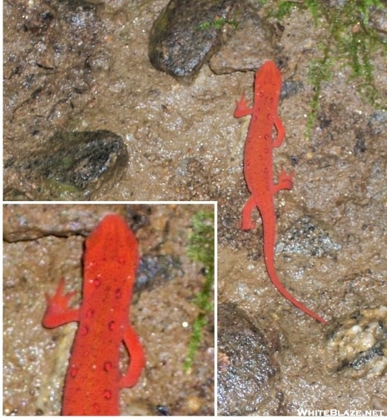 Red-spotted Newt