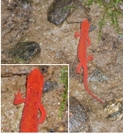 Red-spotted Newt by MkBibble in Other