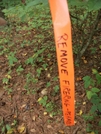 Trail Maintainers' Tape by MkBibble in Trail & Blazes in Georgia