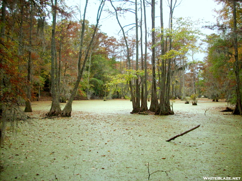 Merchant Millpond Sp Photos - Halloween 2009