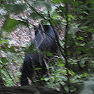 beagle gap to ivy creek overlook 082