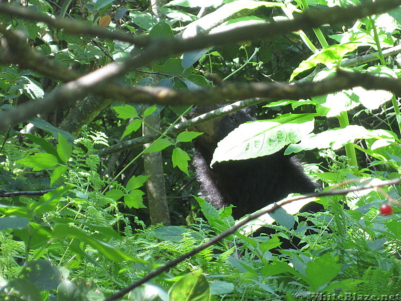 beagle gap to ivy creek overlook 201