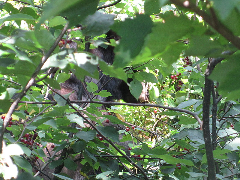 beagle gap to ivy creek overlook 269