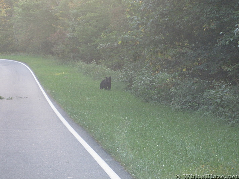 Big Run and Patterson Ridge trails' loop hike in Shenandoah National Park