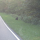 Big Run and Patterson Ridge trails' loop hike in Shenandoah National Park