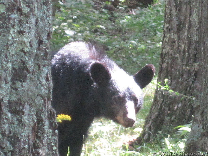 Big Run and Patterson Ridge trails' loop hike in Shenandoah National Park