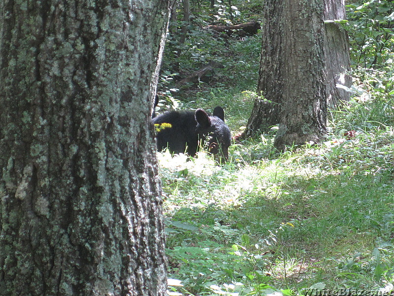 Big Run and Patterson Ridge trails' loop hike in Shenandoah National Park