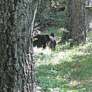 Big Run and Patterson Ridge trails' loop hike in Shenandoah National Park by Deer Hunter in Bears