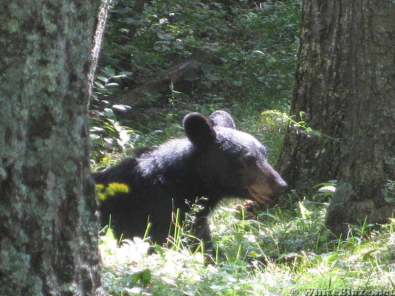 Big Run and Patterson Ridge trails' loop hike in Shenandoah National Park