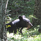 Big Run and Patterson Ridge trails' loop hike in Shenandoah National Park