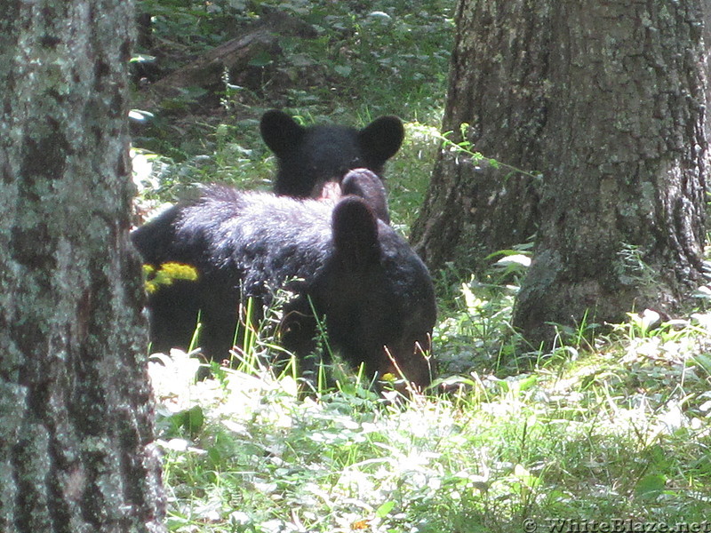 Big Run and Patterson Ridge trails' loop hike in Shenandoah National Park