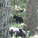 Big Run and Patterson Ridge trails' loop hike in Shenandoah National Park by Deer Hunter in Bears