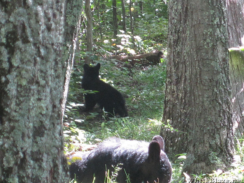 Big Run and Patterson Ridge trails' loop hike in Shenandoah National Park