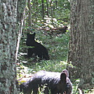 Big Run and Patterson Ridge trails' loop hike in Shenandoah National Park by Deer Hunter in Bears