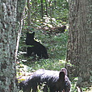 Big Run and Patterson Ridge trails' loop hike in Shenandoah National Park