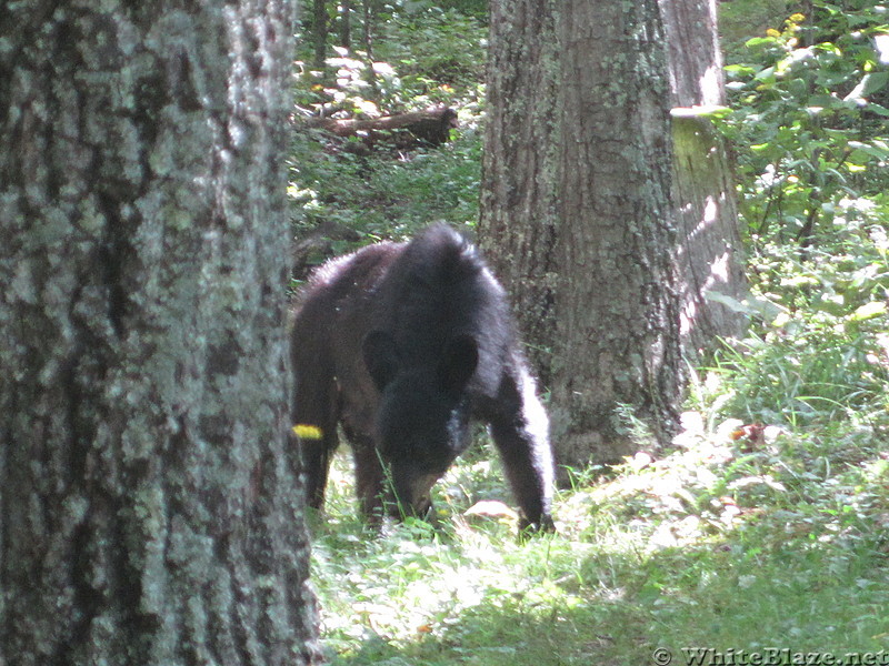 Big Run and Patterson Ridge trails' loop hike in Shenandoah National Park