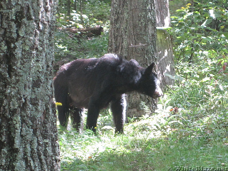 Big Run and Patterson Ridge trails' loop hike in Shenandoah National Park