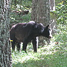 Big Run and Patterson Ridge trails' loop hike in Shenandoah National Park