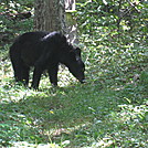 Big Run and Patterson Ridge trails' loop hike in Shenandoah National Park